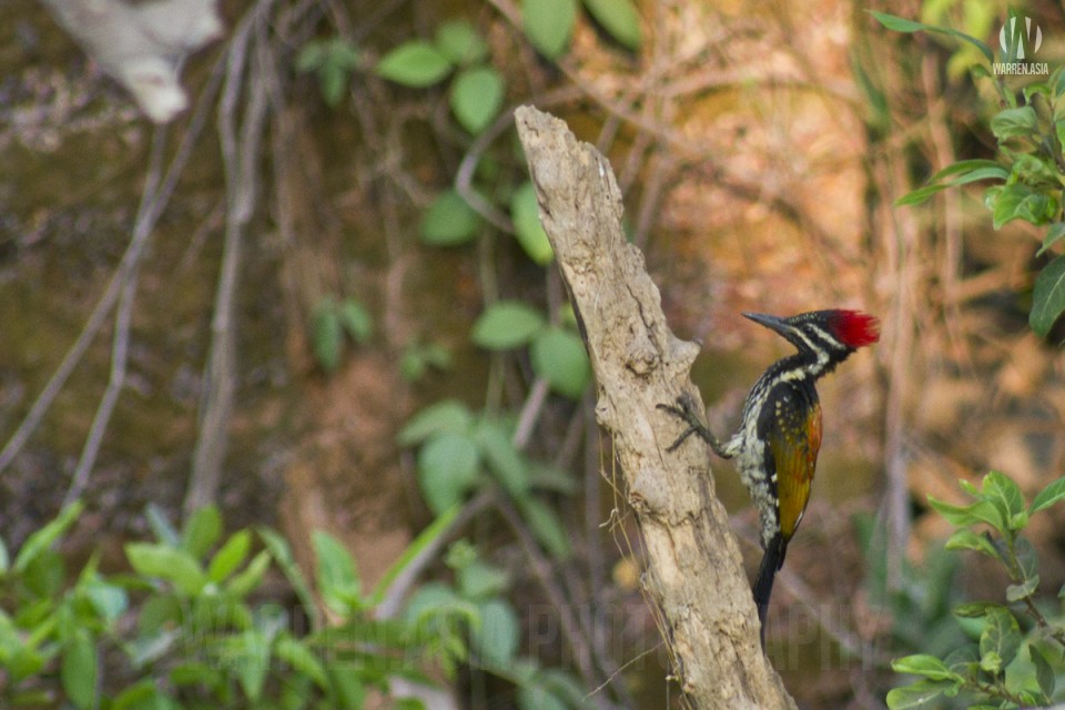 White-Naped Woodpecker